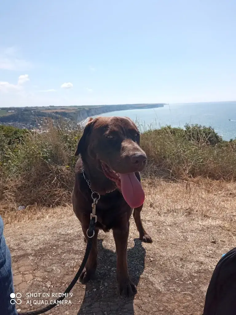 ÈRIIX Tourec_Buffalo Grill Montivilliers_Montivilliers_review