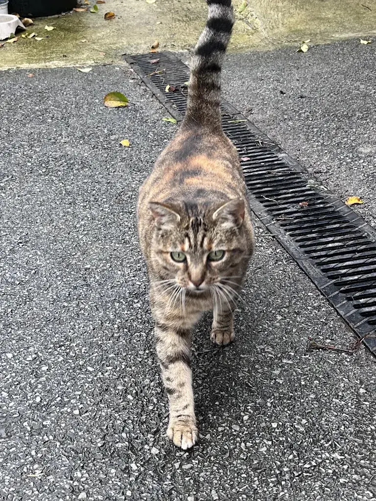 D F_Le Bistrot du Comptoir_Orbec_avis