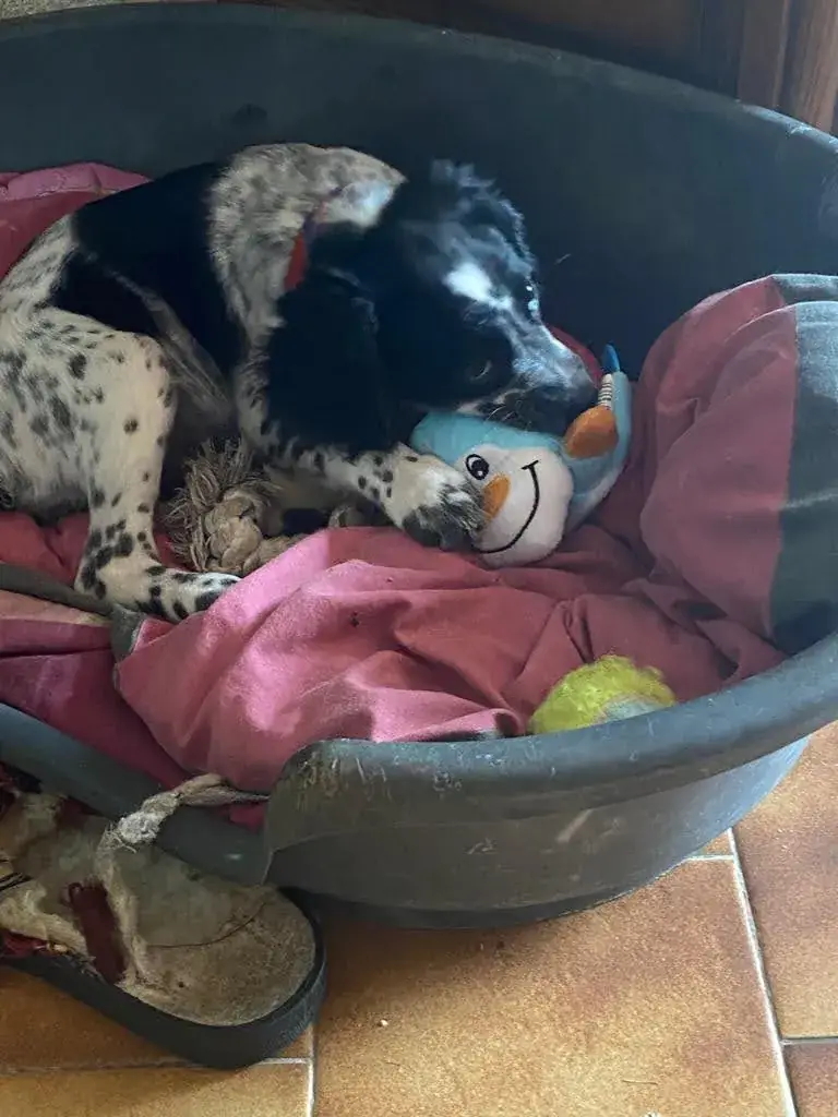 Camille restaurant in Folletière-Abenon