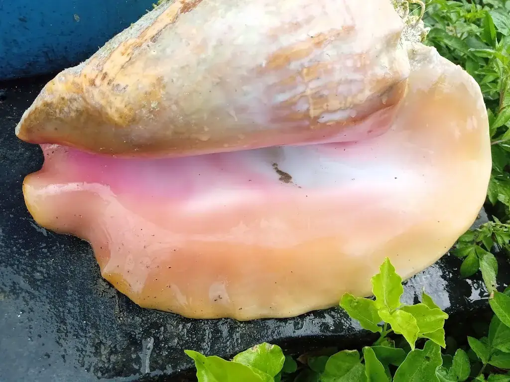 Northside Restaurant & Bar Restaurant in Bahamas