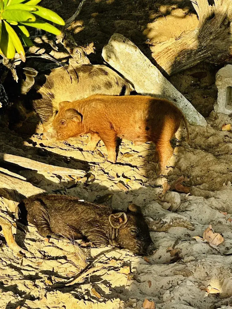 Katelyn Gimbel_Exuma Point Beach Resort Restaurant_Bahamas_review