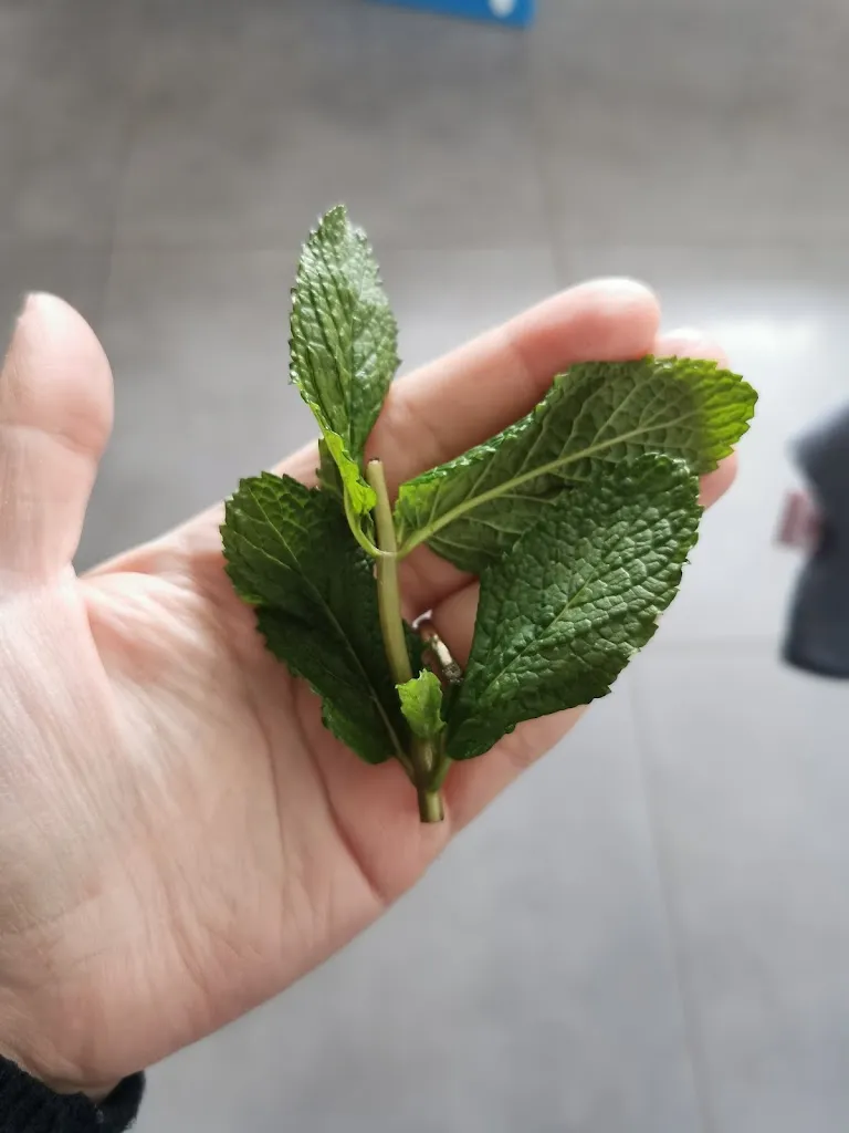 Vanessa Hd_Le Dragon Royal_Sainte-Eulalie_review