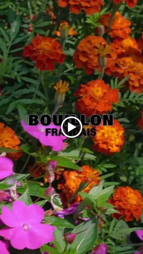 Bouillon Français Anglet_Anglet_slider_image_2