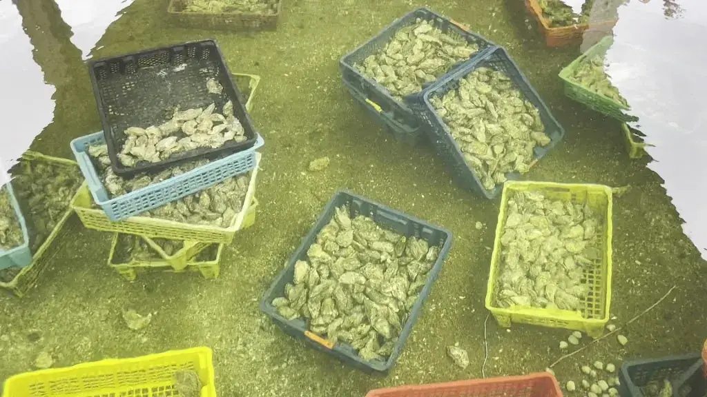 N Y_Le Tamariou - Dégustation - Vue Panoramique d’exception_Andernos-les-Bains_review