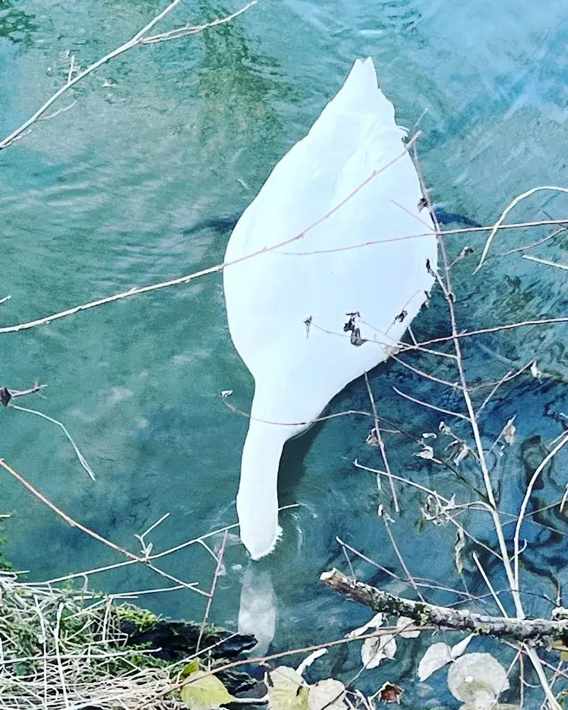 LA COCOTTE_Angoulême_slider_image_2