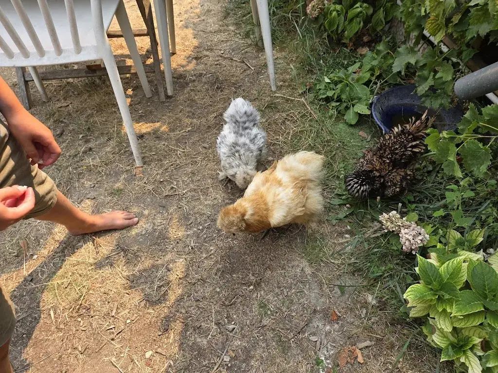 Chris Johnson_Le Jardin du marché_Ars-en-Ré_review