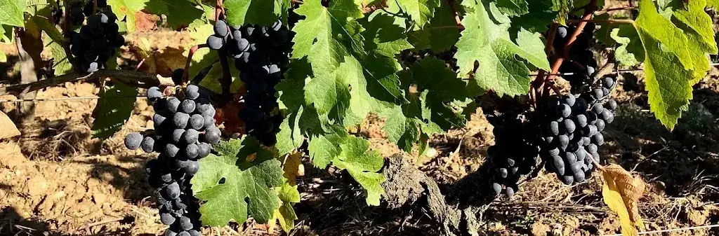 Menu_Restaurant La Table BioEthik Cadillac_Cadillac-sur-Garonne_image_5