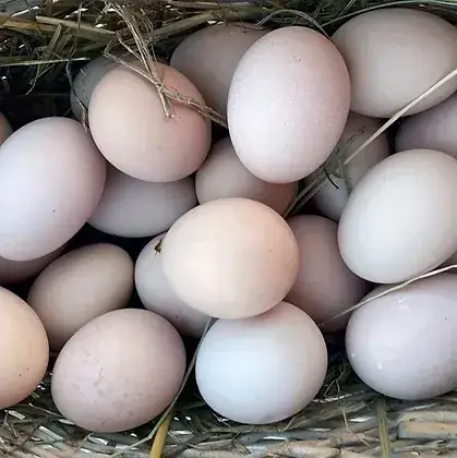 Restaurant La Table BioEthik Cadillac_Cadillac-sur-Garonne_slider_image_3