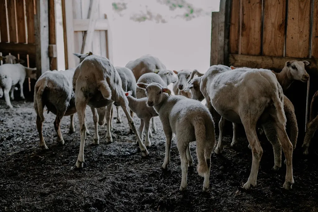 Restaurant à la ferme Carraz_Gajac_slider_image_3