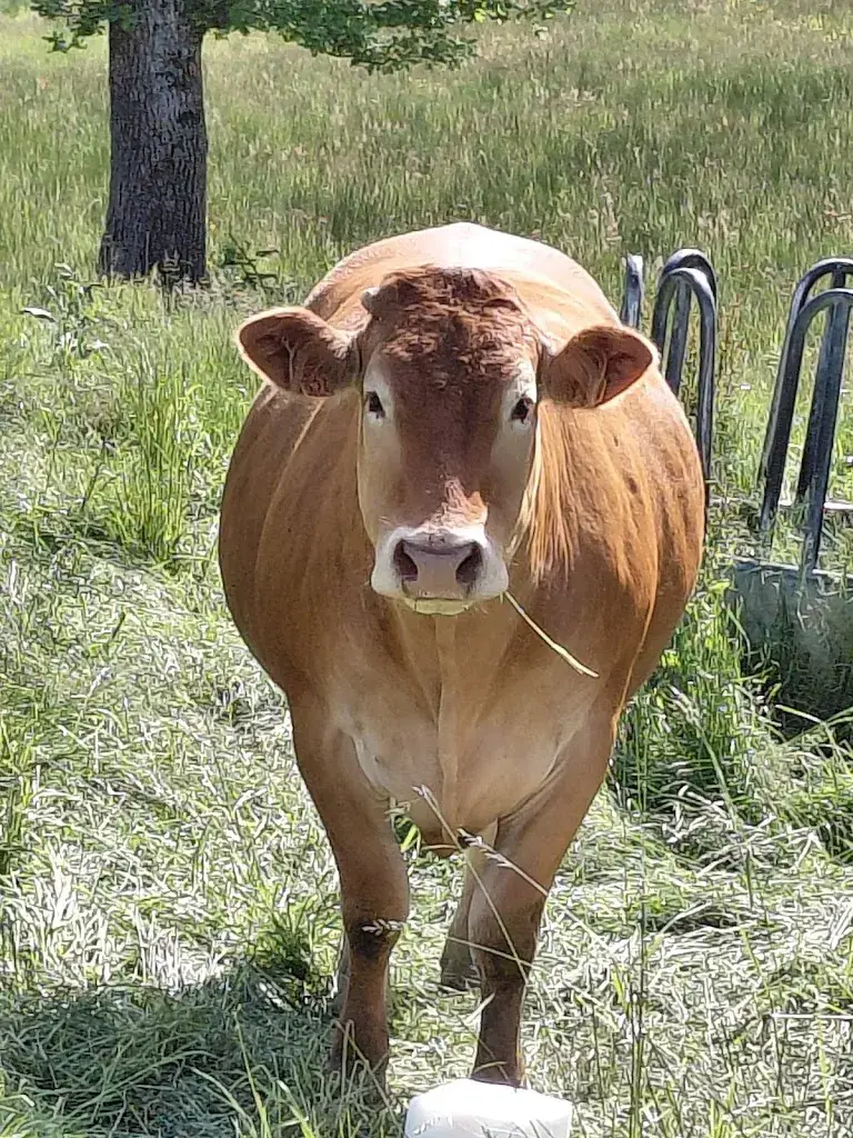 Maria Pacini_Pôle de Lanaud_Boisseuil_recensione