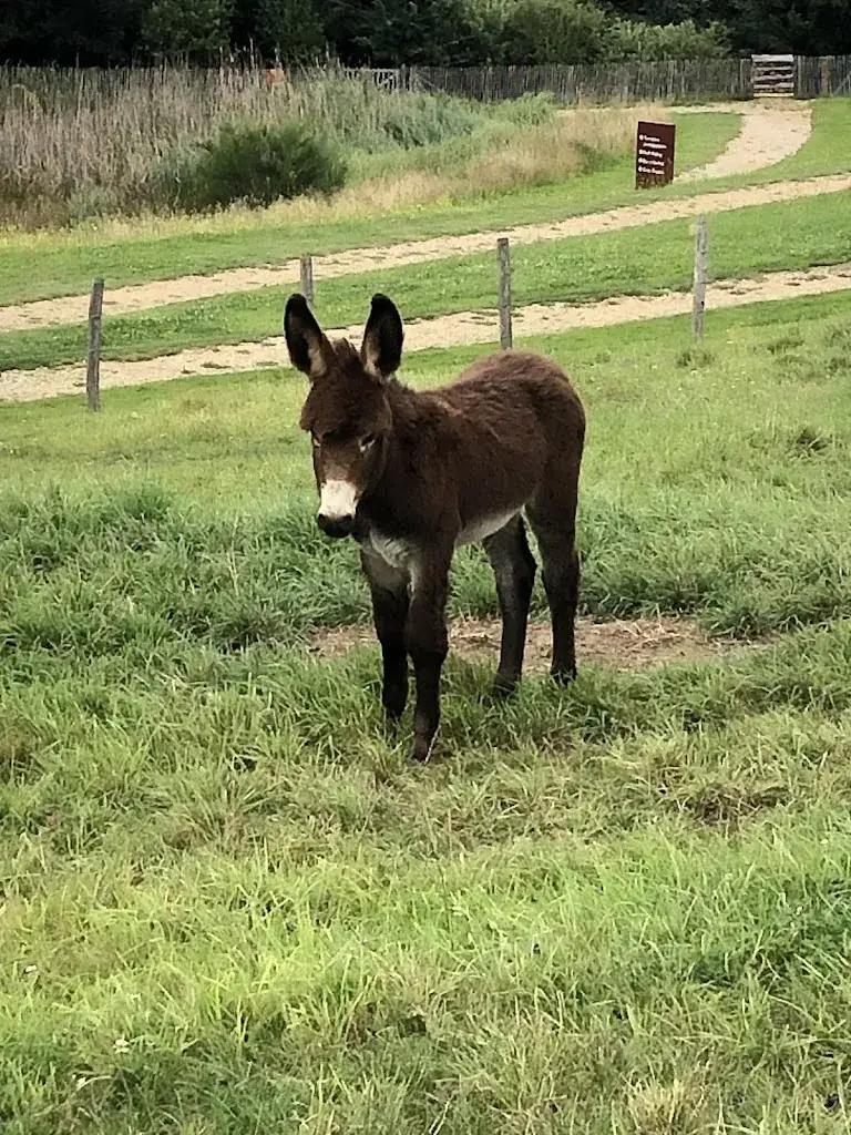 Janette Lacomere_Limousine Park_Boisseuil_avis