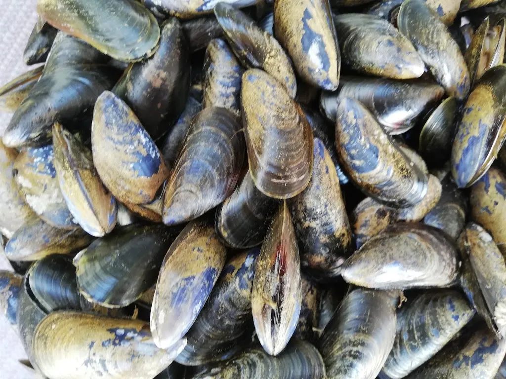 Menu_BOUTIQUE & BAR À HUITRES COCOLLOS_Bourcefranc-le-Chapus_image_1