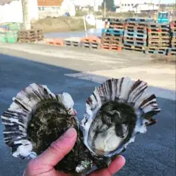 Huîtres Breuil - Marennes Oléron_Bourcefranc-le-Chapus_slider_image_2