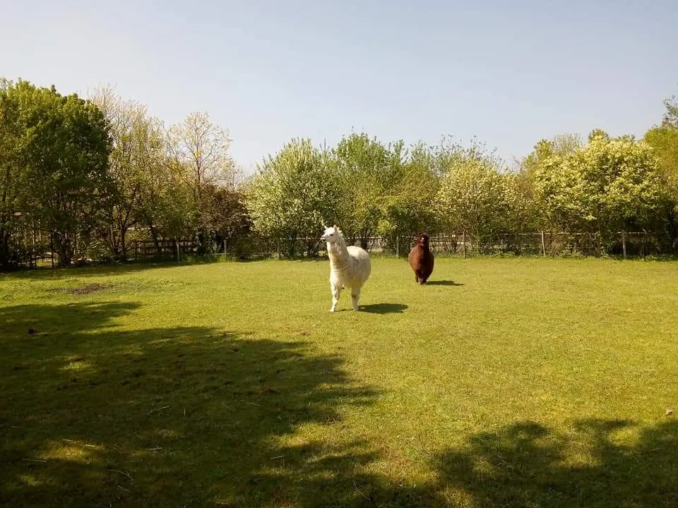 Vovadelia Kids_La Ferme de Magné_Sainte-Gemme_review