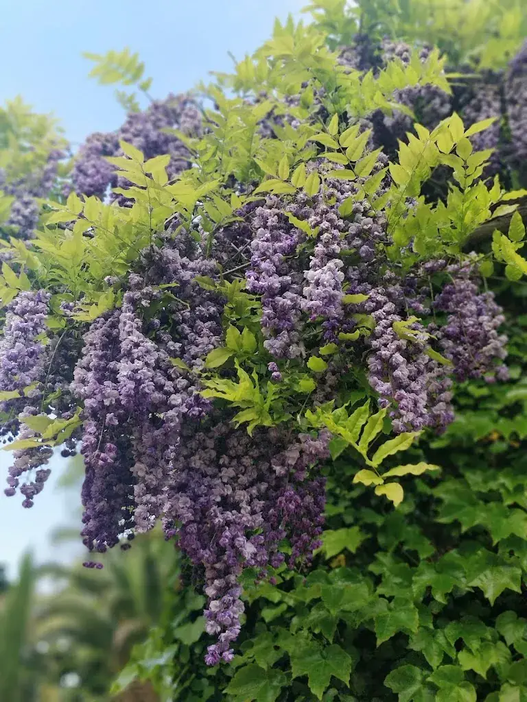 Frederique M_Thermes de Cambo-les-Bains_Cambo-les-Bains_review