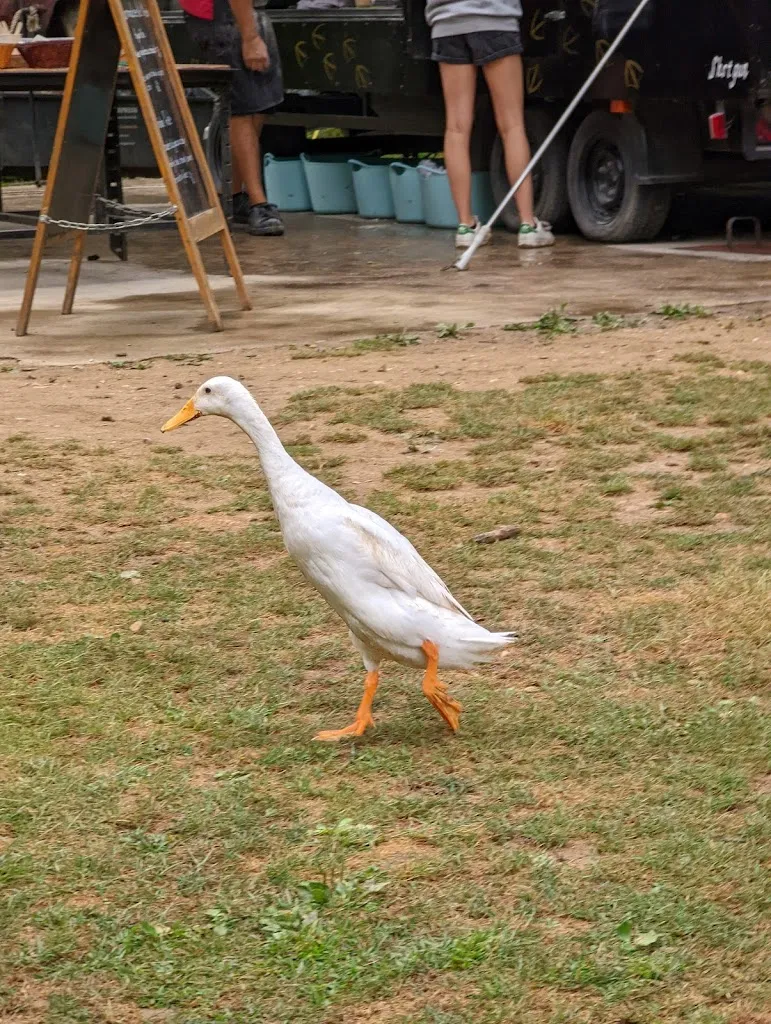 David Mckeague_Pirates du Périgord_Carsac-Aillac_review