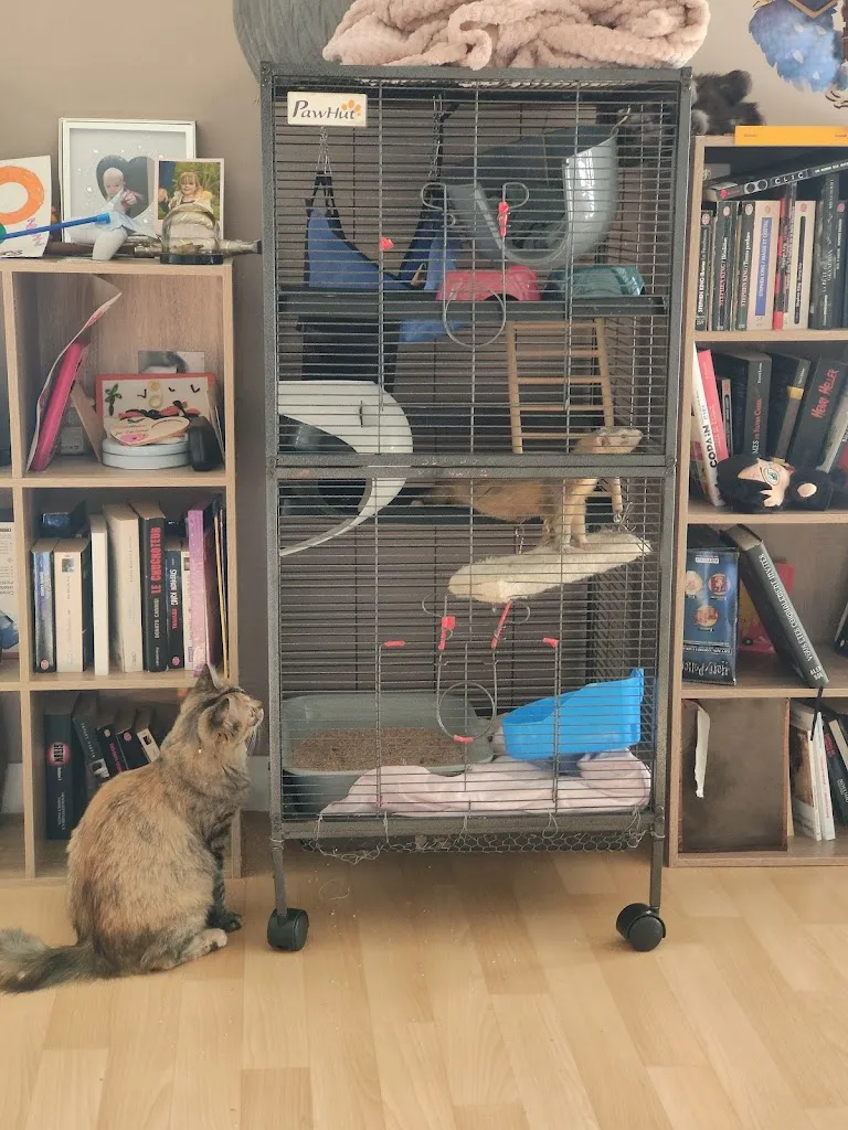 Flo H_La Société Protectrice des Animaux  - Refuge de Chameyrat_Chameyrat_review