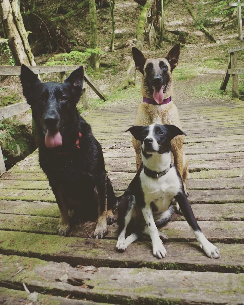 Life Is a game_La Société Protectrice des Animaux  - Refuge de Chameyrat_Chameyrat_review