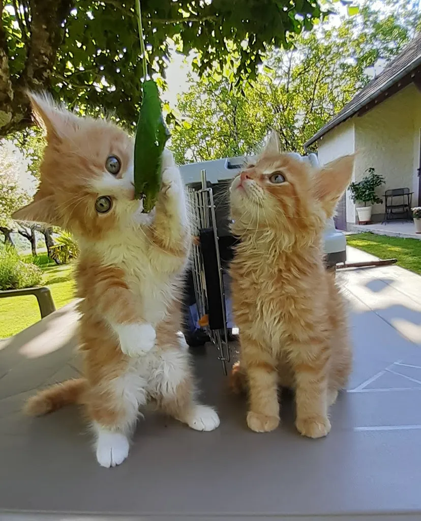 LO19 lo19_La Société Protectrice des Animaux  - Refuge de Chameyrat_Chameyrat_review