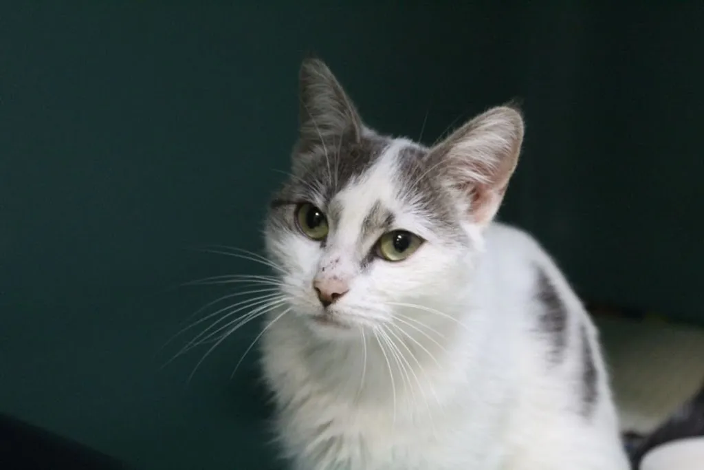 La Société Protectrice des Animaux  - Refuge de Chameyrat_Chameyrat_slider_image_1