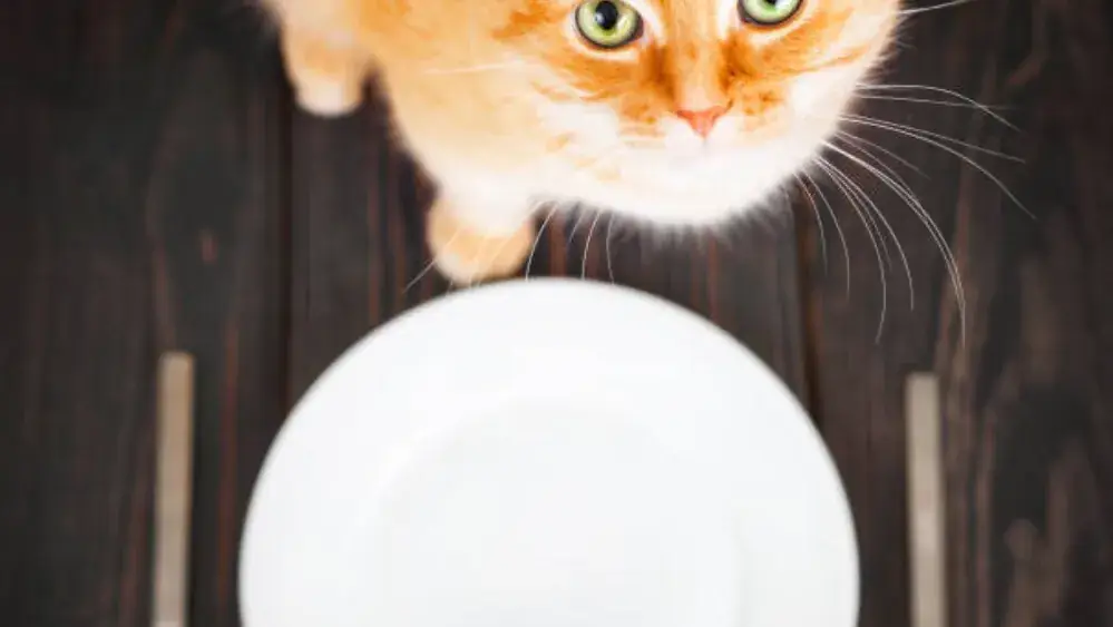 O’Chat Roux_Charroux_slider_image_3