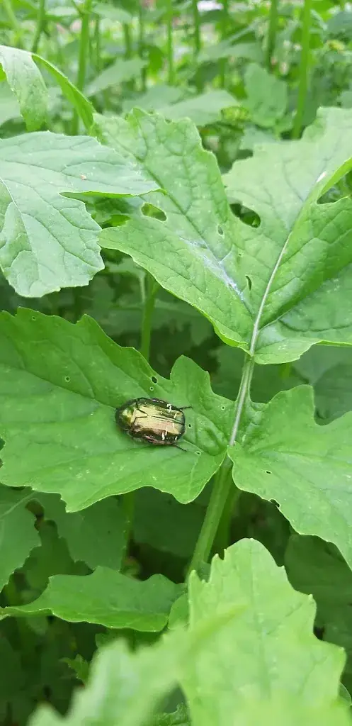 Menü_Ferme Sinsac_Nanthiat_Bild_3