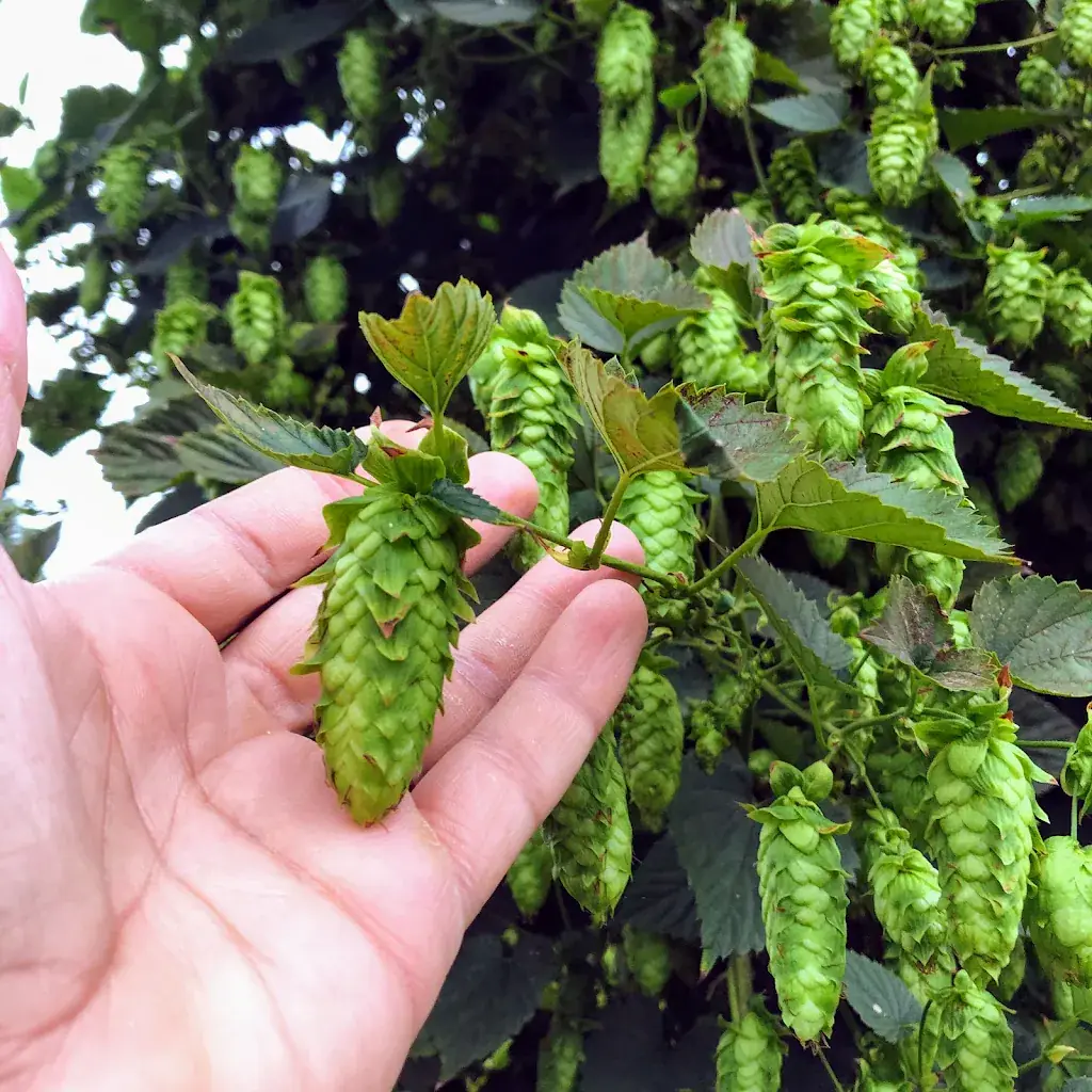 Menu_KM5 Bière artisanale_Génissac_image_7