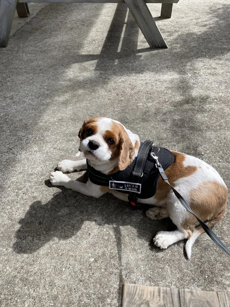 Deborah Jenkins_La Dona_Virazeil_recensione