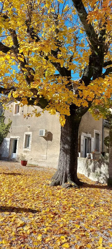 Nongnuch Sudthong_Le Comptoir de l'Evesque_Sauve_review