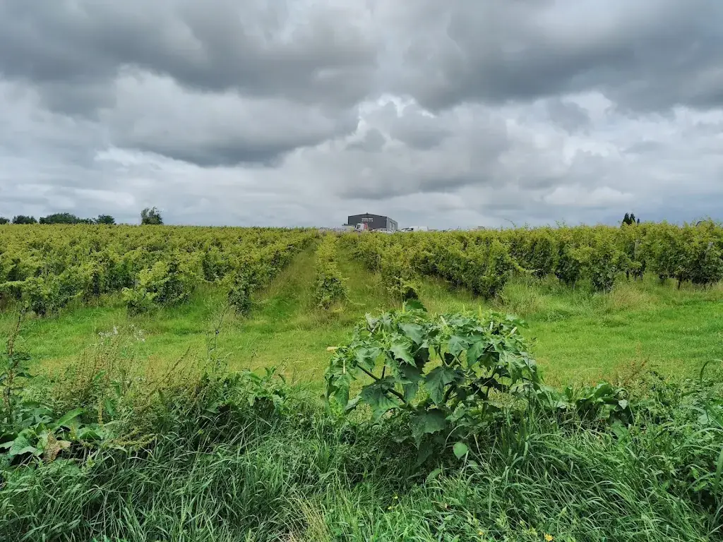 Joe JOGUET_La Cabane_Capian_review