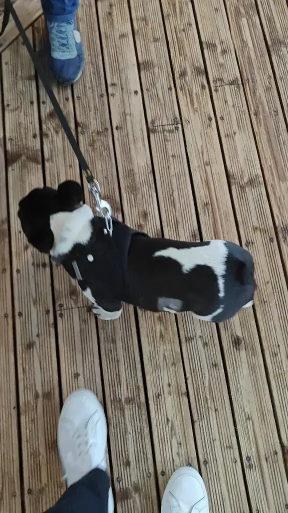 Daniel L_Restaurant La Lagune_Teste-de-Buch_review