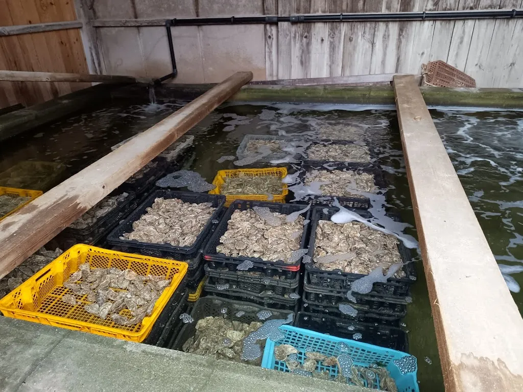 Irina Irina_Le testut_Teste-de-Buch_review