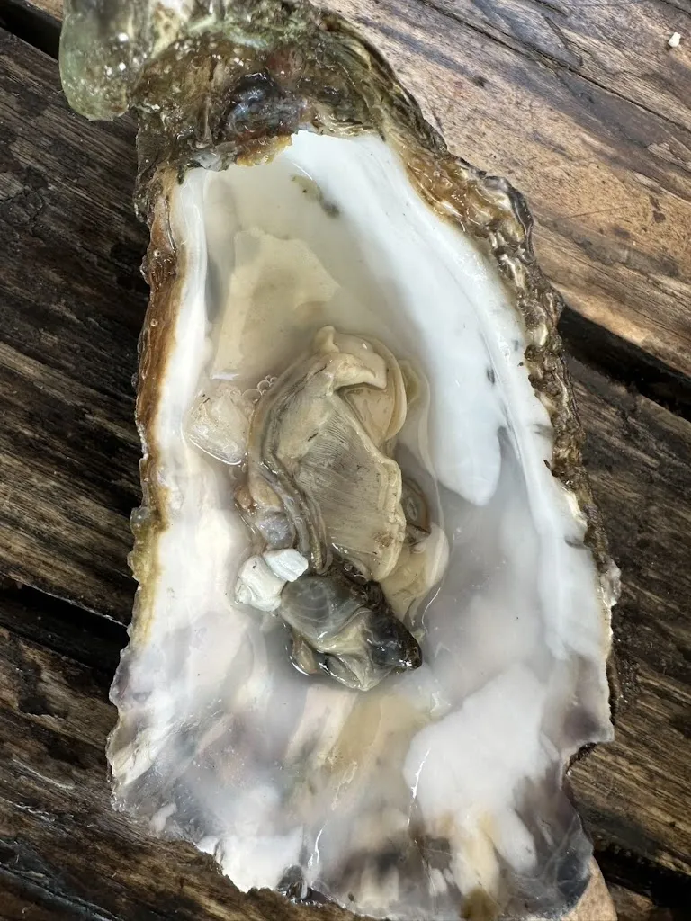 Yue Kwaimofong_La Cabane du tapioou_Teste-de-Buch_review