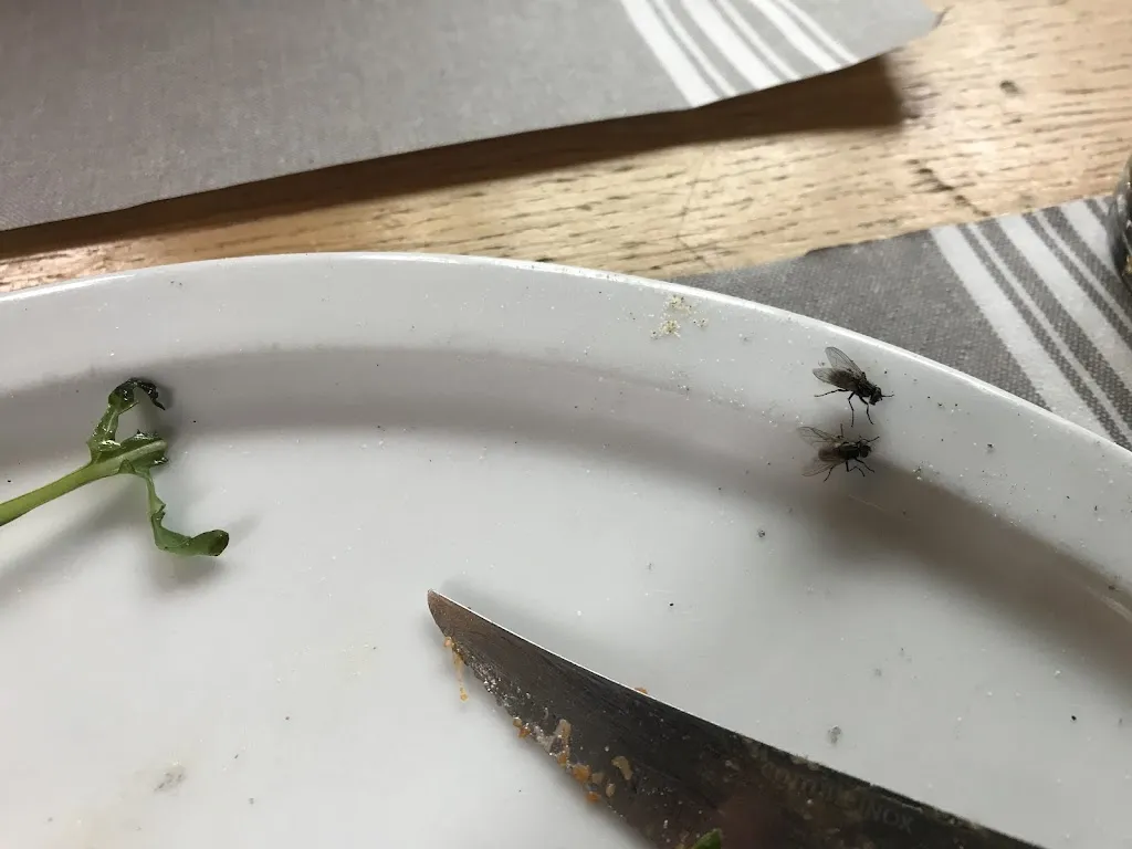 Dan Weisselberg_Le Pamplona - SARL LORCHIDEE_Laruns_review