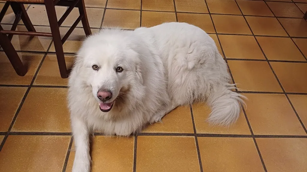 collectif citoyens citoyennes PAU_Le Pic du Midi_Laruns_review