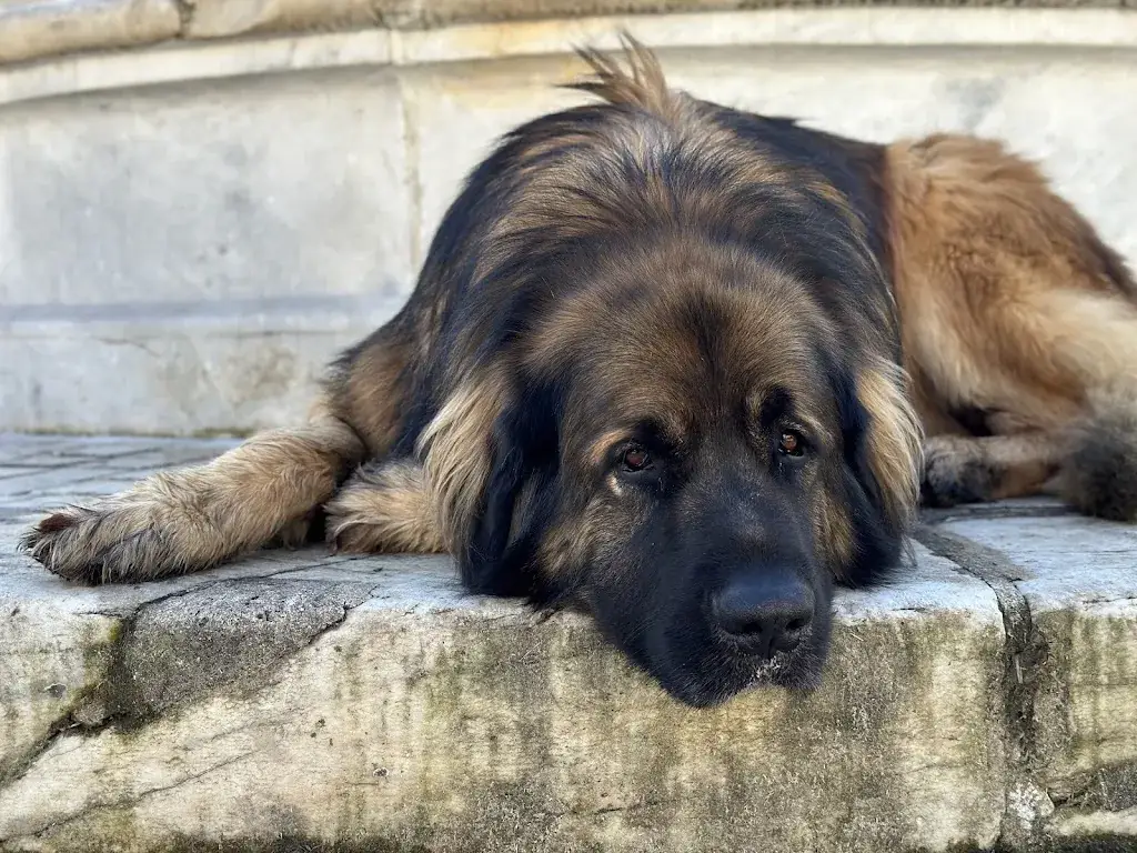 Papu Kaja_Hôtel d'Ossau_Laruns_review