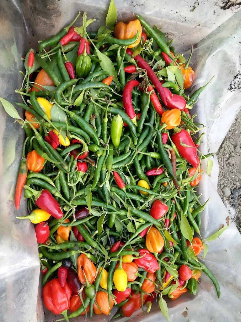 Menu_LA CAZE LILI_Loudun_image_2