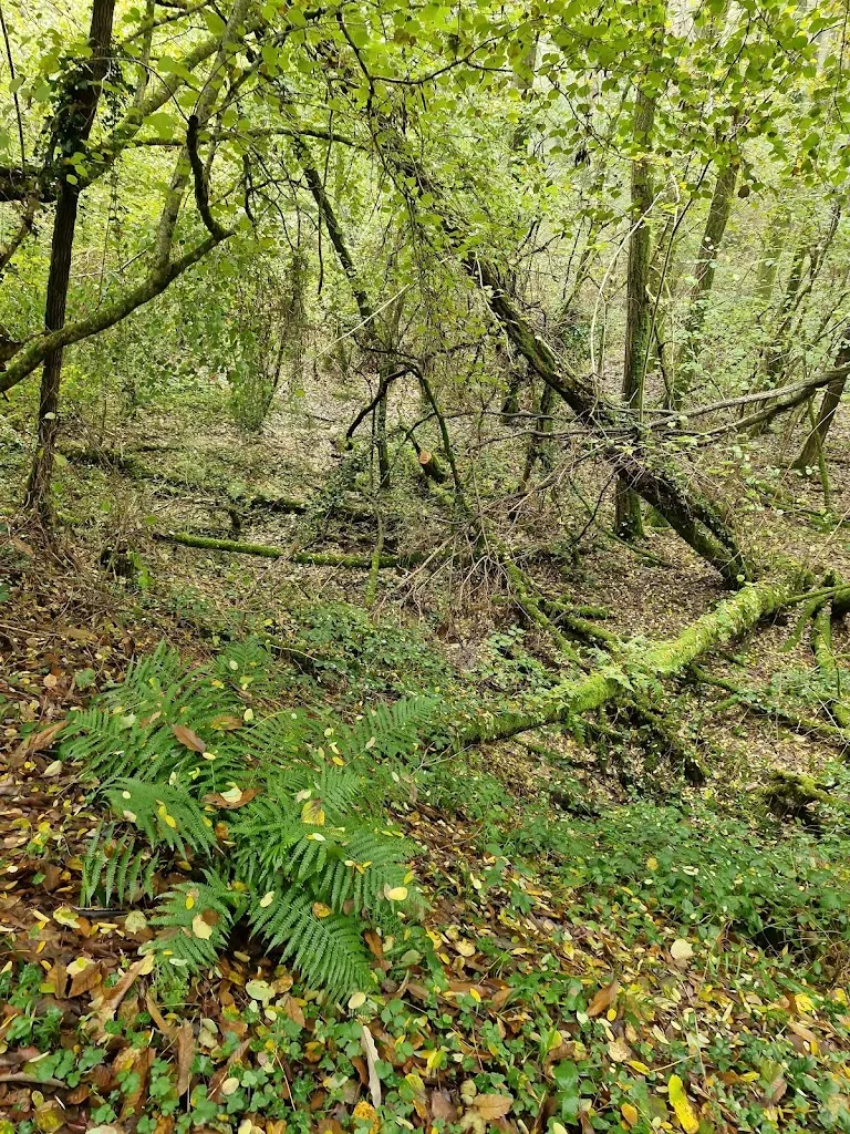 Le Saint Pierre restaurant in Moncoutant