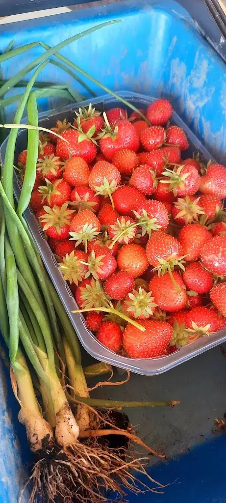 Larisa Mediolan_Cueillette de l'aragnon_Montardon_recensione