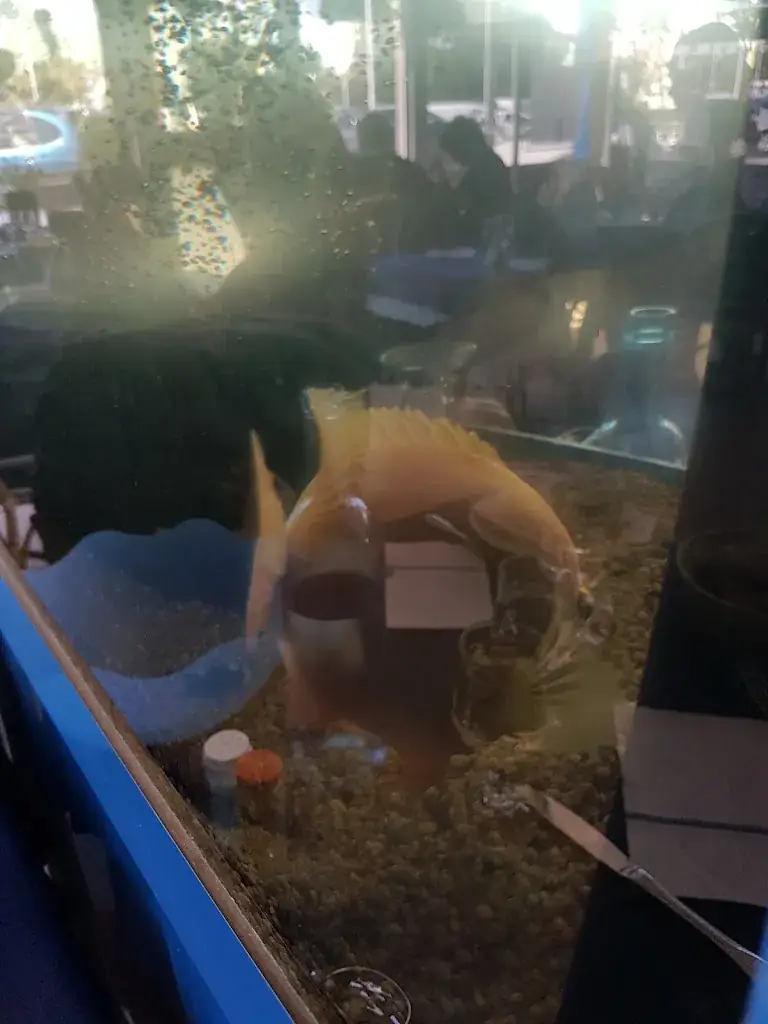 little K_Le Carrelet_Royan_review