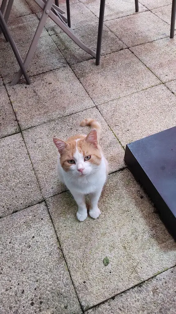 guy péronne gourdin_Le Chat Perché_Saint-Jean-Pied-de-Port_review