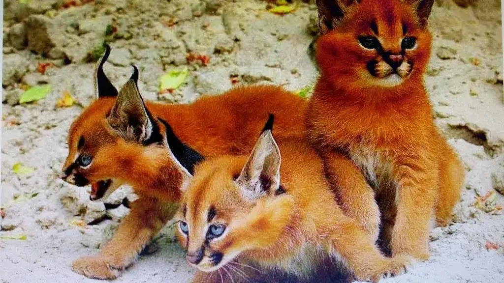 Barroy Dominique_Saint-Martin-Lacaussade_slider_image_1