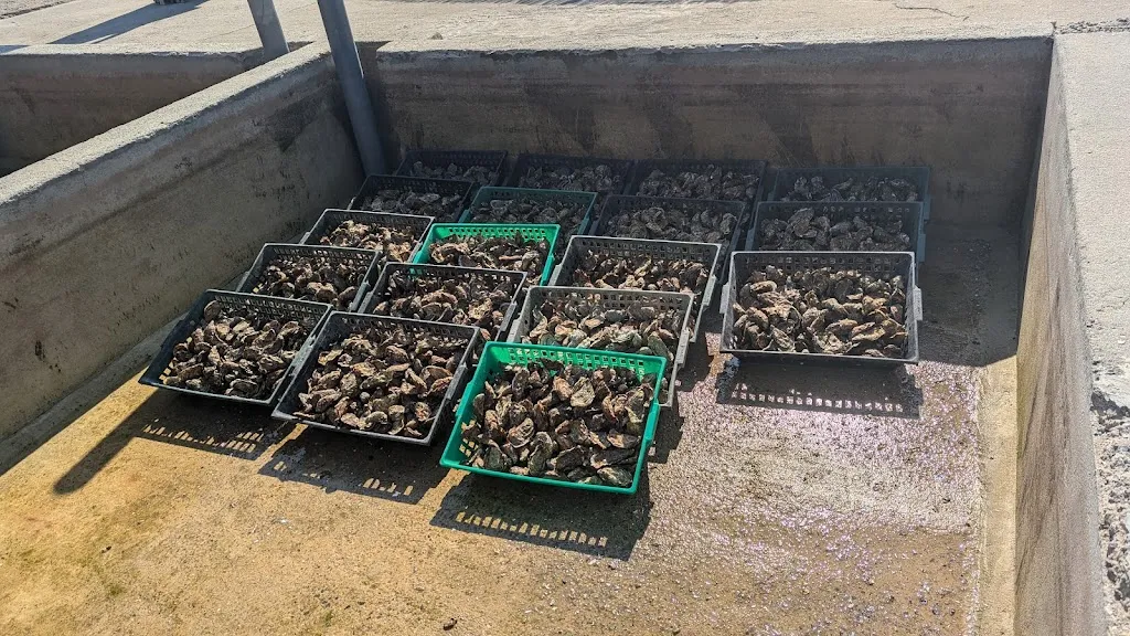 Shifali Mudumba_Ré Ostréa_Saint-Martin-de-Ré_review