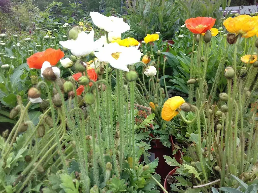 Vava_Escapade Cafétéria_Saint-Sulpice-les-Feuilles_review