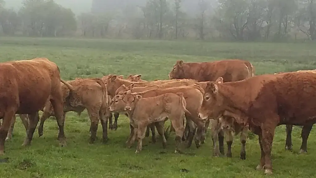 Nath Tst_Côté Lac_Ussel_review