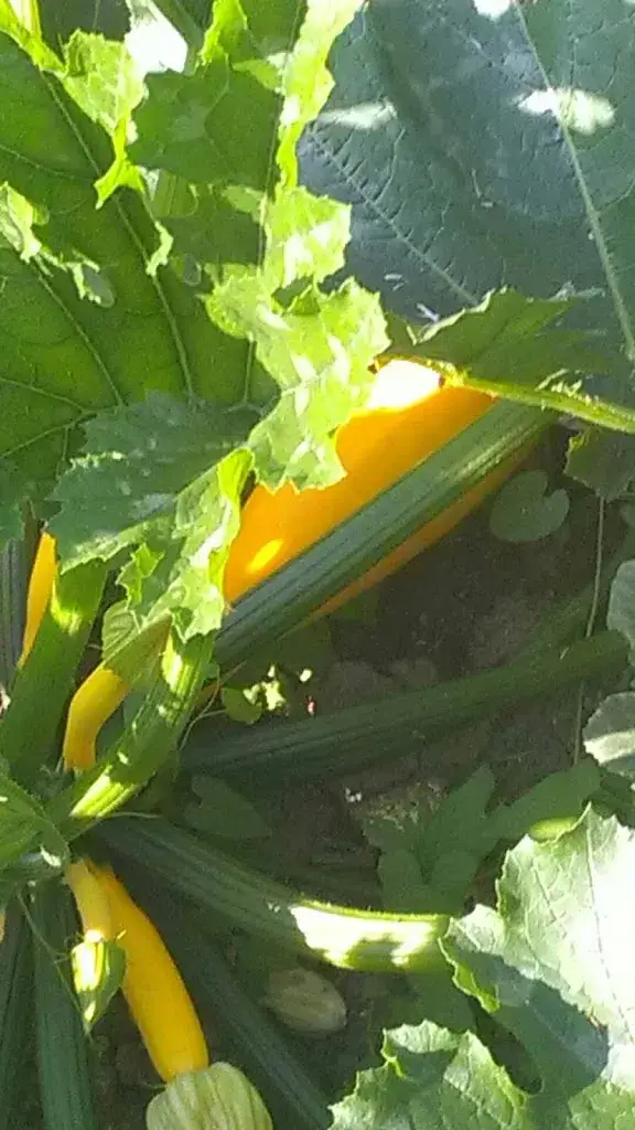 Menu_Au Fil Du Temps_Uzerche_image_7