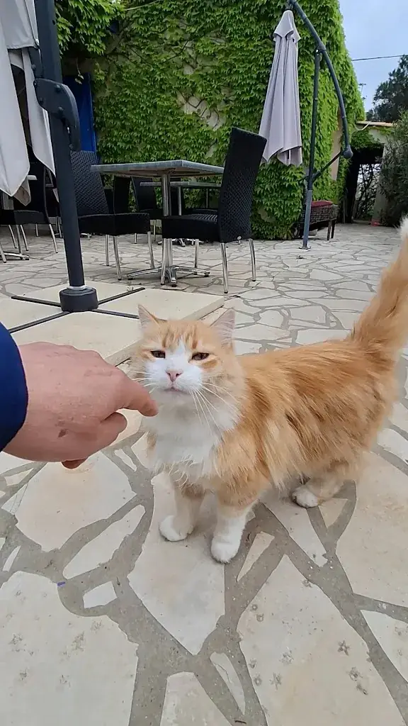 Restaurant Des Voyageurs_Aigues-Mortes_slider_image_2