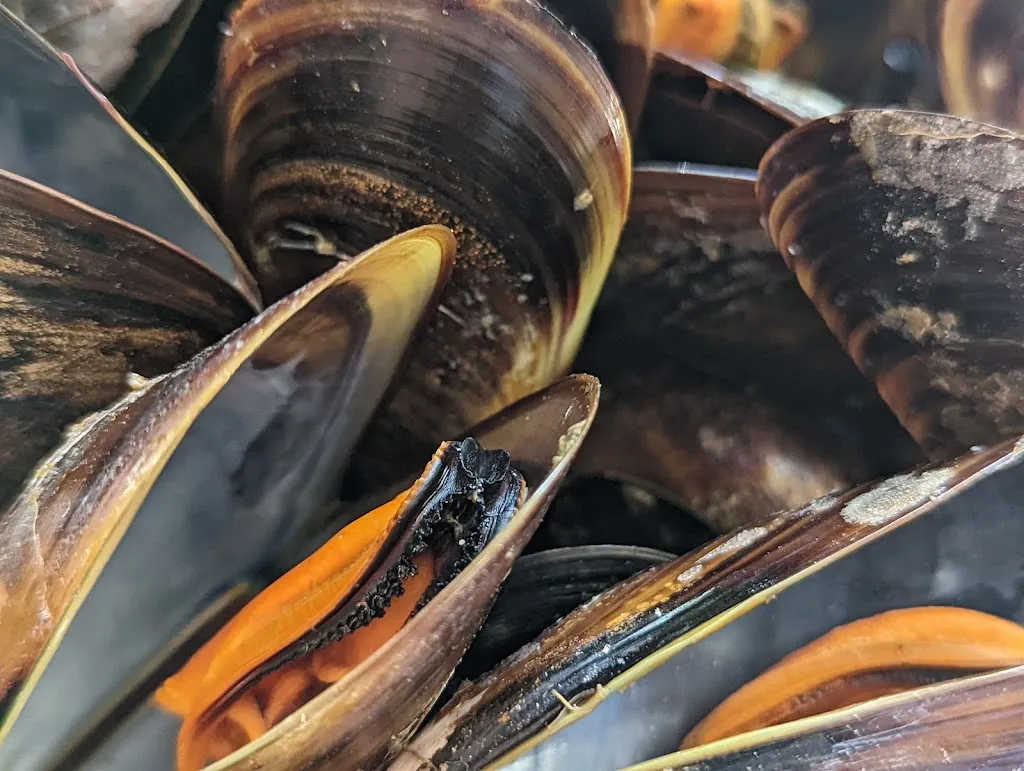 Callum Rankine_Le Minos_Aigues-Mortes_review