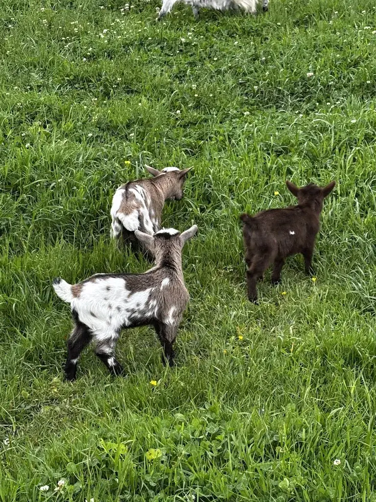 Clara MOREIRA_Farm Pibouls_Montauban_review