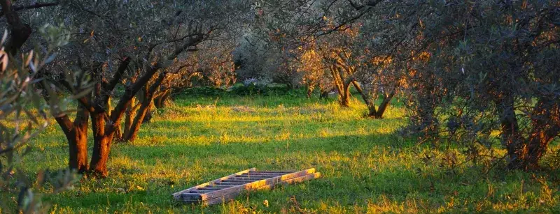 Olivette Et Jardin De Langel_Armissan_slider_image_2